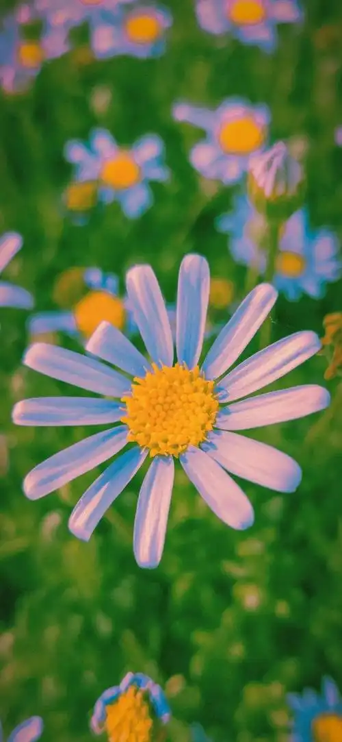 660_1429竖版 竖屏