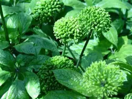 1,播种时间三七是比较耐寒的植物,很多人不清楚三七怎么种植,平时我们