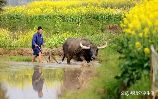 二十四节气之春分千花百卉争明媚愿君莫负好时光
