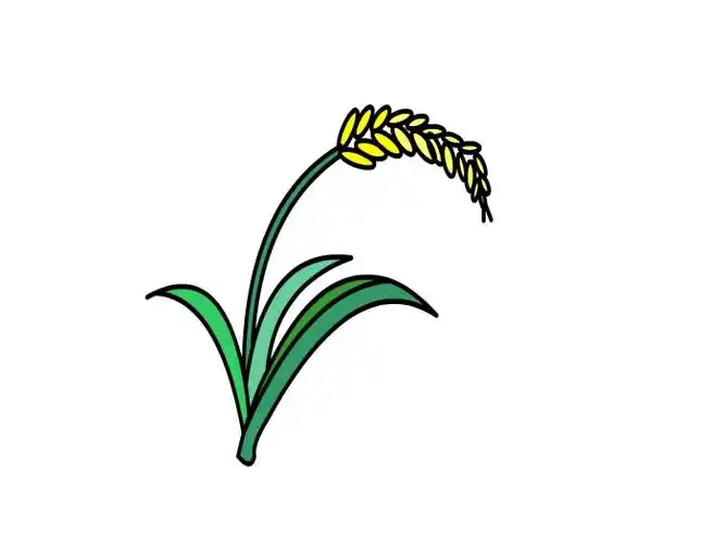 稻谷怎么画 稻谷简笔画 成熟的稻谷怎么画-养娃家
