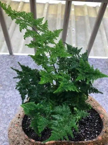 文竹个子越矮越值钱竟能卖1万元