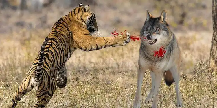 狼群遇见老虎敢与之一战吗?大型的狼群能否打赢老虎?