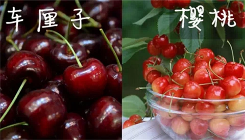 车厘子和樱桃是一样的吗?
