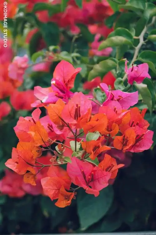 深圳的市花是什么三角梅啊