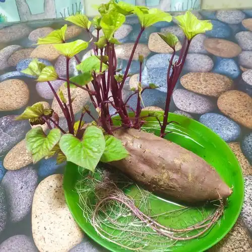 教育二三事 | 关于一株红薯苗的教育思考