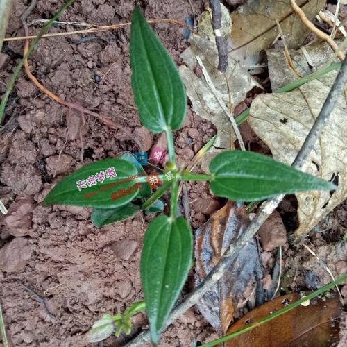 野生新鲜红根茜草根 血见愁 活 血草 拈拈草红丝线蒨草红内消现挖