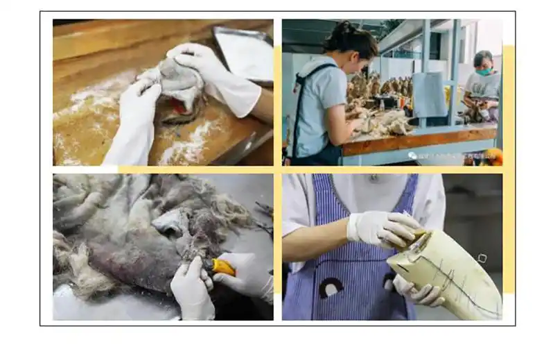 制作剥制标本,首先会清除动物的内脏骨骼等,得到"皮张";然后剔除皮张