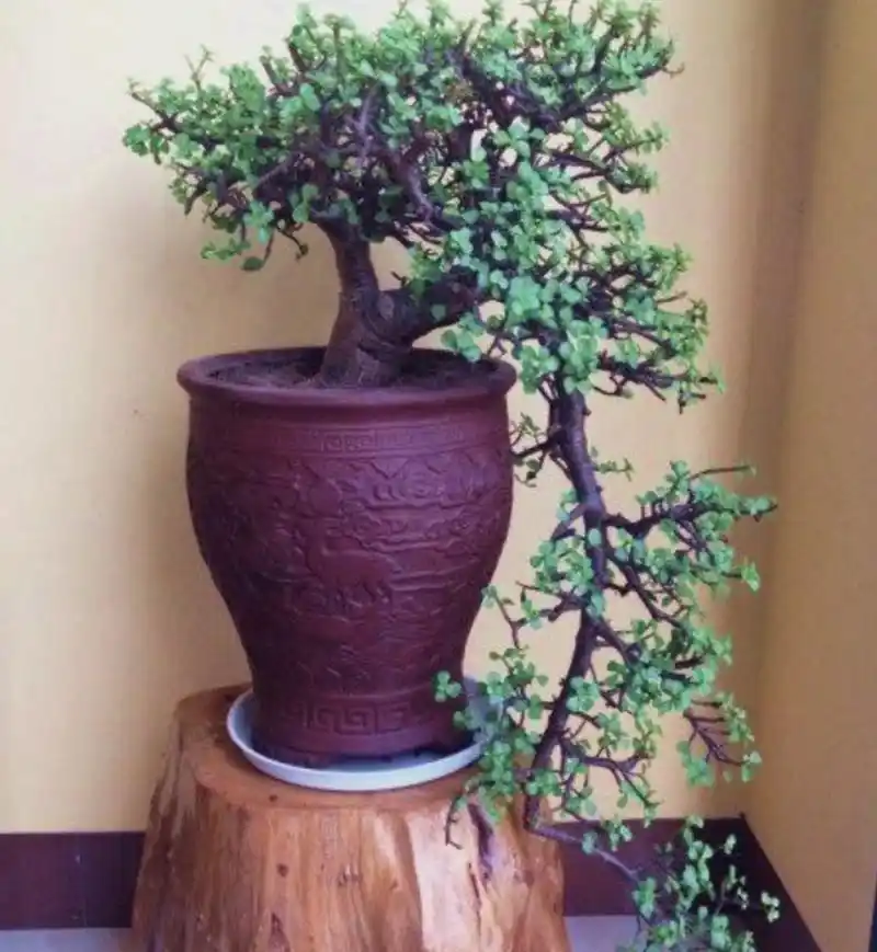 养金枝玉叶改掉5个习惯长得粗壮几年变老桩盆景