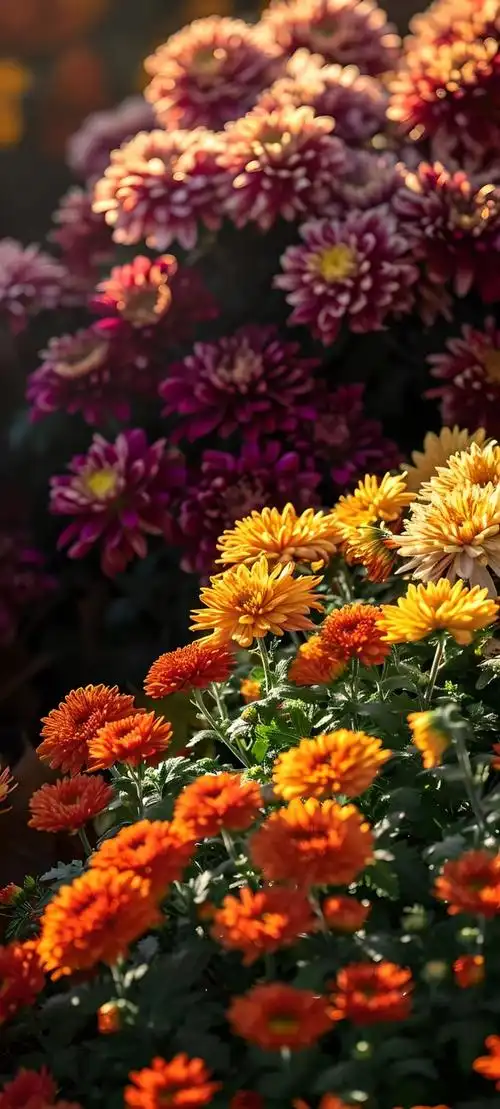 手机壁纸好看清新的花朵壁纸图片高清无水印