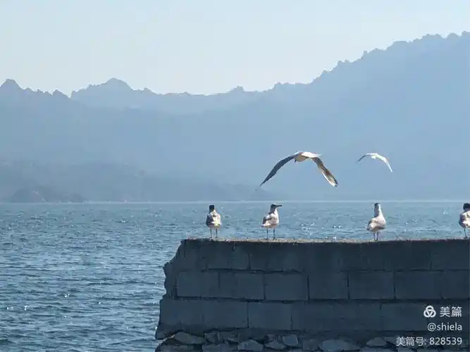 那些自由自在的生灵和放飞的心情