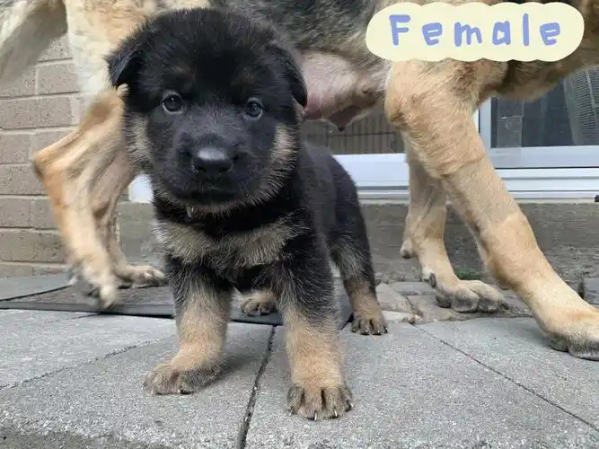 德牧幼犬满月照来啦