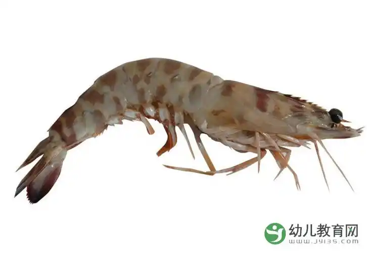 虾怎么保鲜到第二天 活虾怎么保险