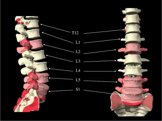 腰椎椎体 vertebrae t12 l1 l2 l3 l4 l5 s1
