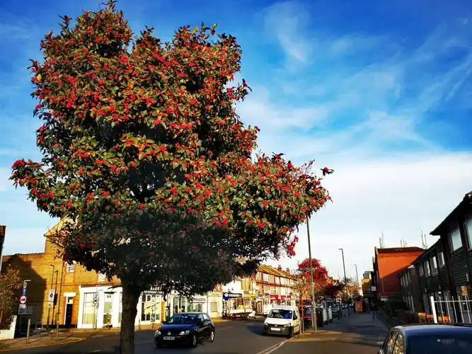 英国~伦敦~温布尔登镇~绿化人文风情