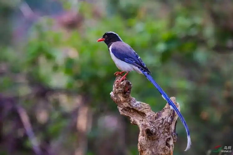 红嘴蓝鹊