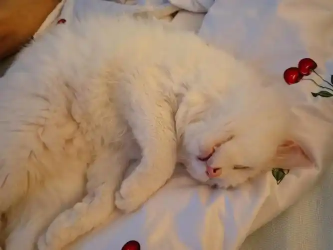 爱睡觉的小猫咪有姨姨喜欢吗