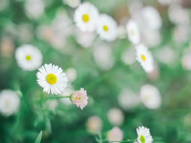 花朵,植物,自然,清新,日系,唯美,意境,花海,淡晴花影夏漫漫,榨菜蛋花