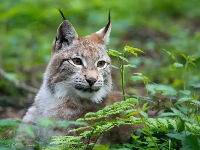 野猫,猞猁,脸上,草 4k