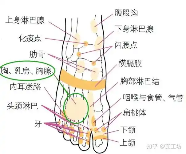 小技巧:脚背的反射区最好在晚上,先用温水泡完脚后进行用能量杯边艾灸