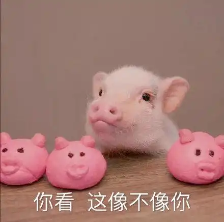 你看这像不像你(猪猪表情包)_像不像_猪猪表情
