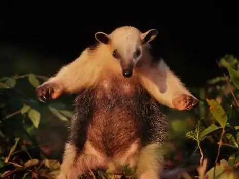 盘点十二大著名食蚁动物:食蚁兽