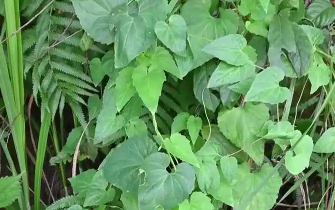 4,光照:党参喜阳光,光照充足时植株生长旺盛,但幼苗期喜荫,要求透光度