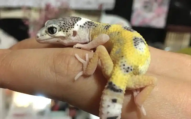 【豹纹守宫柠檬霜】blue的第一次蜕皮记录