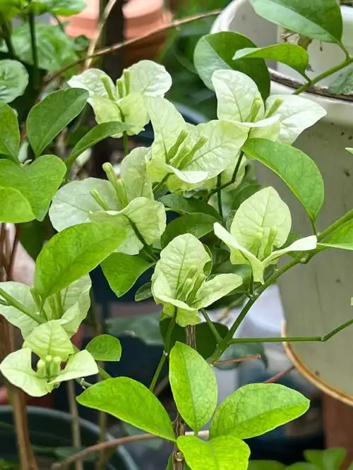 三角梅赏花观叶皆美