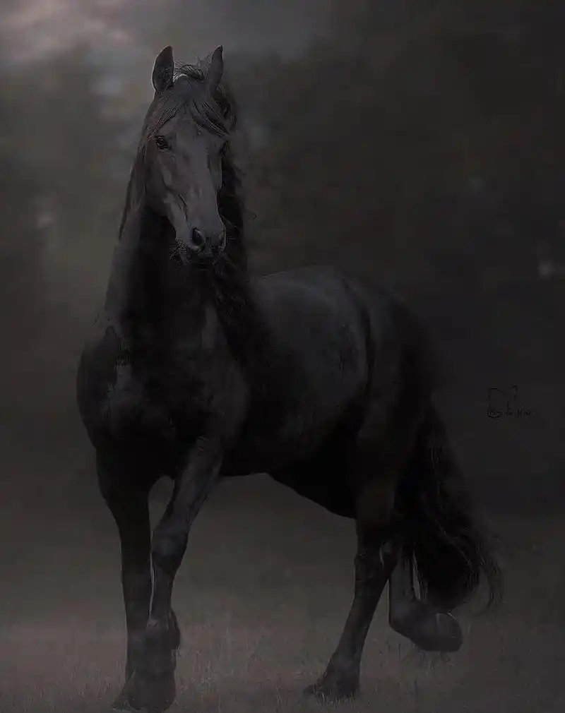 弗里斯兰 #世界名马观赏 #名马 - 抖音