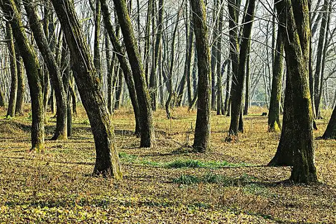 小树林图片_全景网