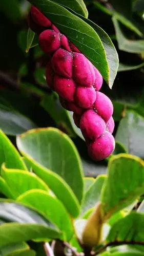 美丽的玉兰花,果实是这个样子的