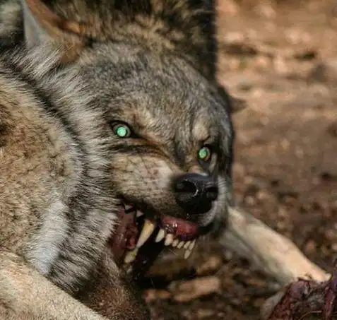 狠在争夺食物时眼睛发出吓人的绿光 来源 全网资讯 3/8 图拍猛兽凶相