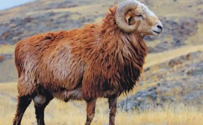 四乡近邻无不羡慕,这就是肉用绵羊品种———红棕色仙脸大尾羊