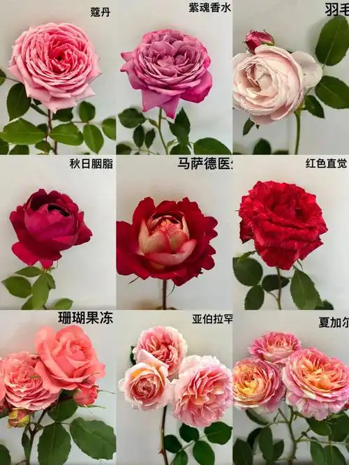 月季品种之9款低维护月季