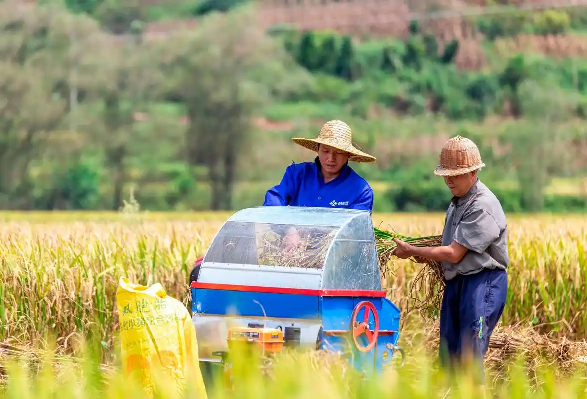 贵州黔西:大地丰收好秋景
