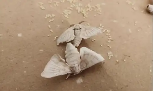 蚕宝宝长大后变成什么