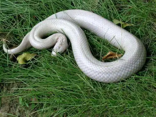 民间故事:寡妇好心救下白蛇,之后不幸去世,白蛇整日盘在坟顶