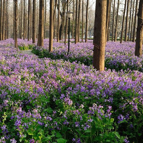春天二月兰种籽耐阴喜阴花种户外庭院花草绿化植物路边花室外草花