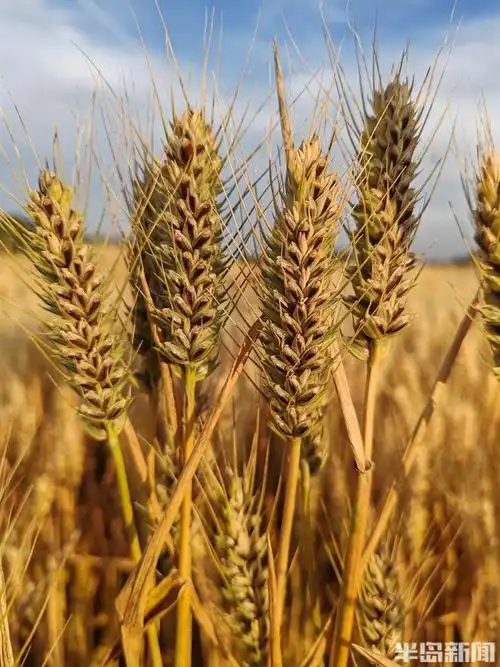 青岛市农科院自主选育的彩色小麦丰收|麦穗|麦子|紫麦|种植_网易订阅