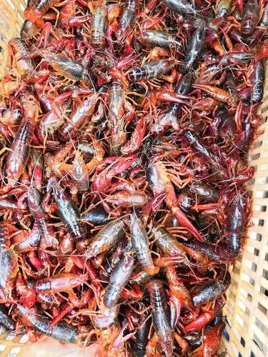 潜江小龙虾 6789钱 人工养殖