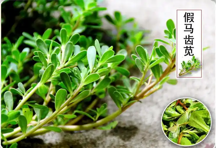 供应假马齿苋皂甙ab50假马齿苋提取物假马齿苋皂苷森元现货