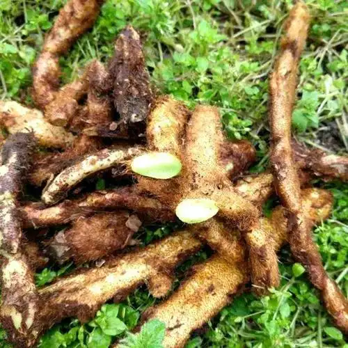 人称白毛蛇常冒充骨碎补这两种植物您能区别吗