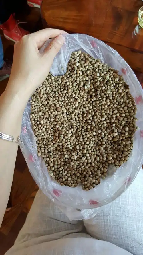 麻子,提炼麻黄素就靠它,吃了上瘾,你懂得咯