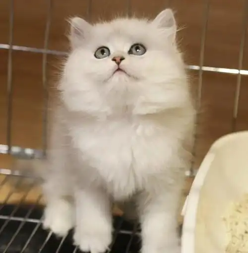 猫 可爱的金吉拉妹妹,价格全款2500,猫舍深圳龙华区,喜欢的可到店