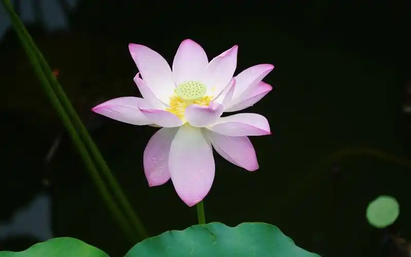 粉红色的荷花,绿叶,水滴 壁纸 | 1680x1050 壁纸下载 | cn.best-wallp