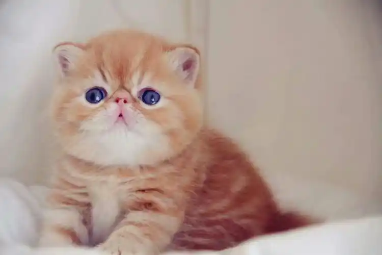 多只加菲猫 异短待售血统纯正 可上门挑选