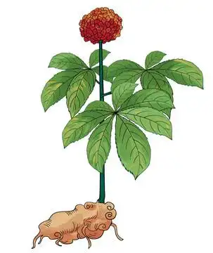 三七插画手绘中草药