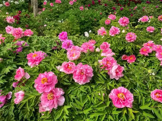 天津牡丹花的盛花期