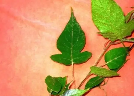 白英- qdchenzs - 菁莪造士 棫朴作人