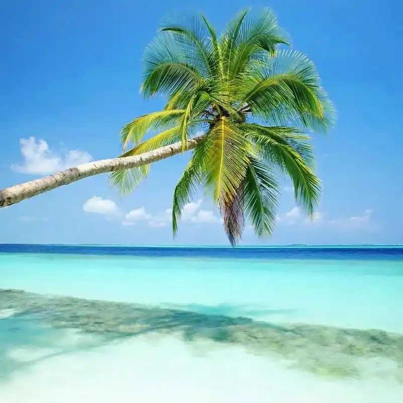 微信头像风景图片怎么配 微信头像风景图片大全吉利招财转运 这些风景